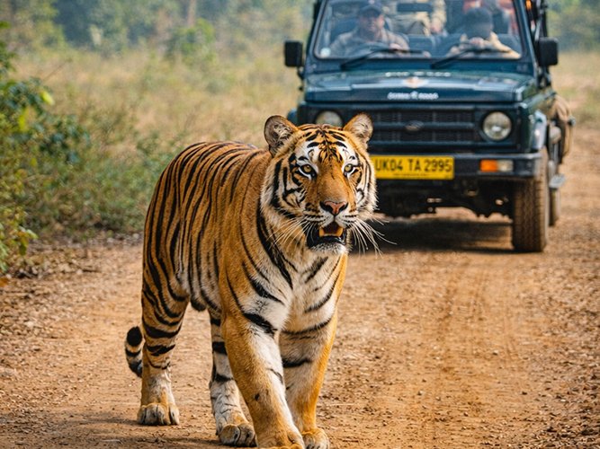 Corbett Tiger Reserve