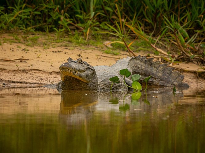 Birding and Crocodile Spotting