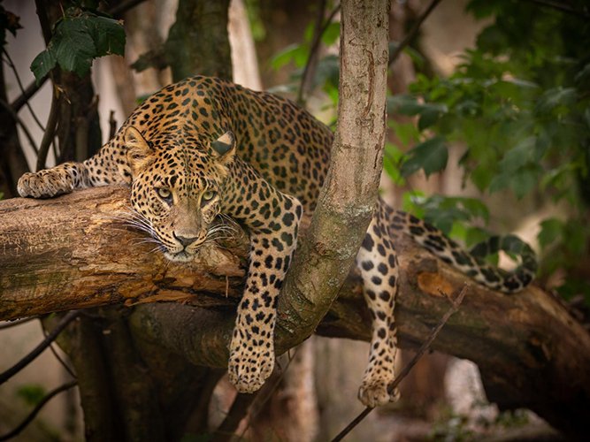 Leopard Safaris