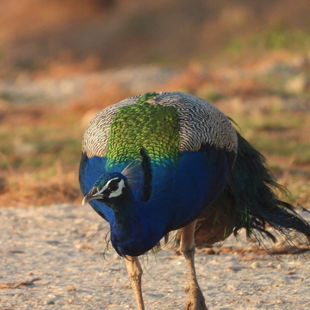 gokuljawai8